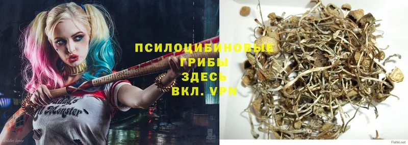 Псилоцибиновые грибы Psilocybe  KRAKEN сайт  Ульяновск 